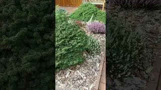 Идеи для ландшафтного дизайна: ВЕРЕСКИ + ХВОЙНЫЕ 👌Dekoästhetik ✌️ Dekoideen 💡