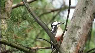 Ходили по грибы видели дятла.