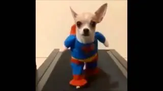 Superhero DOG - SocializeME