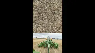 Zwischenfrucht nach einer Woche mit der Primera