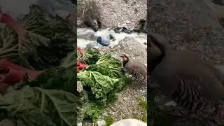 Кабги Назридин дар ромит