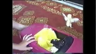 kleine kuecken wollen barbieauto fahren
