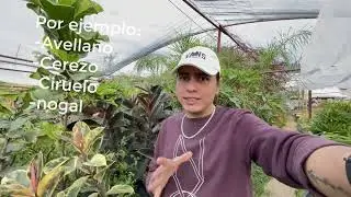 3 plantas que puedes comprar en invierno 🪴