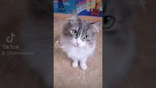 Кошатникам