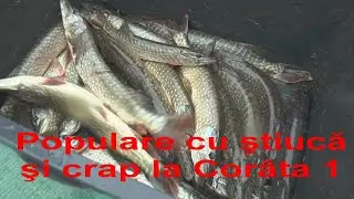Populare cu știucă și crap la balta Corâta 1