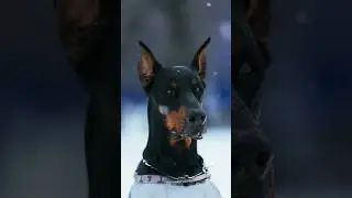 Очень брутальный доберман со своей дочкой ☺️