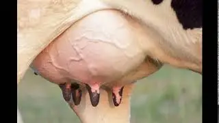 udder