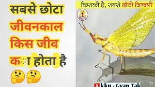 क्या आपको पता है सबसे छोटा जीवन काल किस प्राणी का होता है  