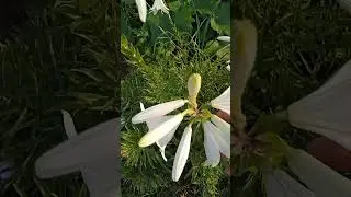 Южная красотка.Лилия кандидум. 