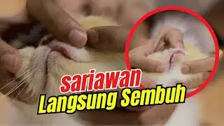CARA MENGOBATI SARIAWAN PADA KUCING