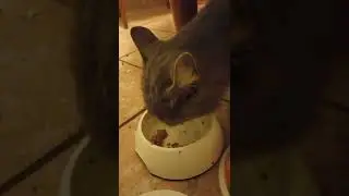 Кот говорит 