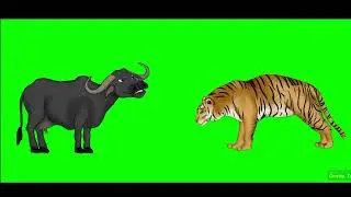 Tiger talking with buffalo on green screen cartoon characters no copyright