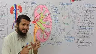 Types of nephron || Cortical Nephron and Juxtamedullary Nephron || Mdcat || NEET