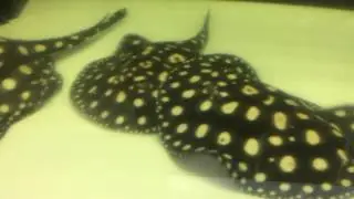 ダイヤモンドポルカ　その3　- Galaxy Stingray