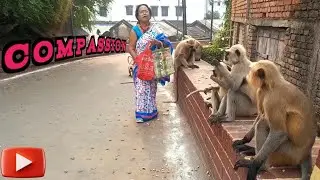 Compassion | Monkey Love | Animal Lover | Monkey feeding | Monkey Kids
