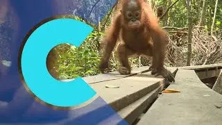 These are the 5 most endangered species in the world