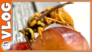 I Saved this Hornet’s Life - She’s So Cute… (Southern Yellow Jacket) 4K UHD