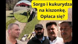 Sorgo i kukurydza na kiszonkę dla bydła. Jak wyglądały tegoroczne zbiory?