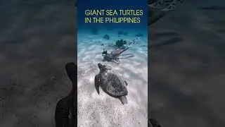 THEIR SO BIG!!! Freediving WITH GIANT SEA TURTLES in the Philippines #shorts#freediving#philippines