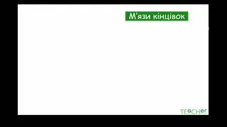 М'язовий корсет людини