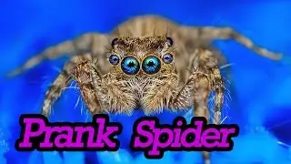 PRANK SPIDER/ПРАНК С ПАУКОМ/Розыгрыш.