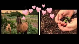 Bonne journée chevaux