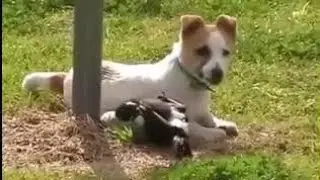 कुत्ता और कौवे की मित्रता #animal #forest #viralvideo #trending 🐧🐧🐧🐕🐕🐕