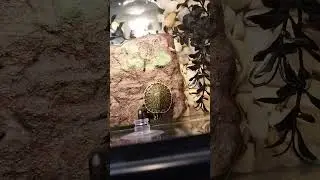 #chasingyou #reptile #turtle #fypシ #cricket #reptiles #aquarium #funny #pet #fyp #viral #tiktok #yt