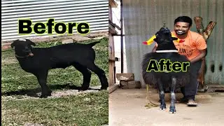 Karnatak Sheep Transformation (2021-2022) (JEEVA)🔥🔥For Sheep Lover's ❤️😀