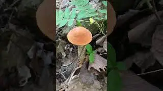 Красота и вкуснота!