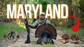 Maryland Turkeys | The Bearded Buck | Turkey Season 24
