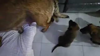 cute puppies playing