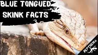 What You Didn't Know About Blue Tongued Skinks...