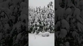 С Рождеством! Прогулка по лесу.