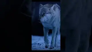 ТОТЕМ 