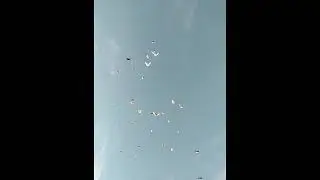 Николаевские голуби Сергея Родионова. (Кисловодский филиал просыпается.) Волгоград. Часть 133