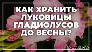 Как хранить луковицы гладиолусов до весны? | toNature.Info