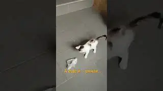 Я веселая 🐱кошечка 