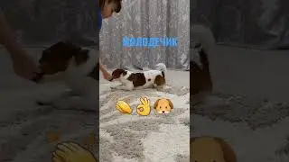ДЖЕК РАССЕЛ И КОМАНДА"КУВЫРОК" 🐶👍👏