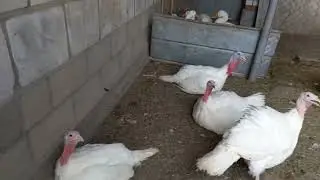 МАМА СЕДА.  А У НАС ПОСПЕЛ ВИНОГРАД.🍇