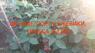 Лучшие сорта ЕЖЕВИКИ. Высокая урожайность крупноплодность и великолепный вкус