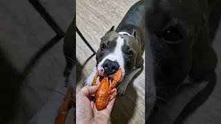 Амстафф Локи 3 года | Стиль Рачиный | Стаффорд | Amstaff Loki