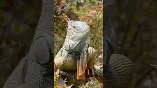Biggest Iguana I Ever Seen!🦎 #shorts #wildlife #animals #exotic