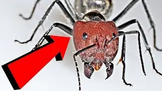 Fellah ants are cute and Singularis are killers?