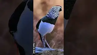 Beautiful morning bird sound #shorts