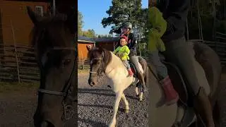 Vår älskade häst Ylfa har gått bort och våra hjärtan är i tusen bitar 💔