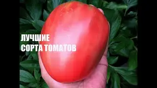Эти сорта завалят вас томатами. Обзор по сортам!