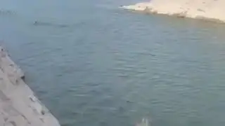 БУФЕТЧИЦА МАРЬЯ ИВАНОВНА ГЛУШИТ РЫБУ