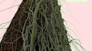 3D studio root grow