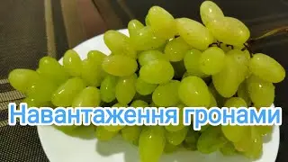 Нормування навантаження  виноградного куща